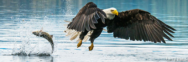 Bald eagle