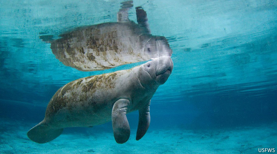 Tell Congress: Restore the Everglades, Protect Manatees