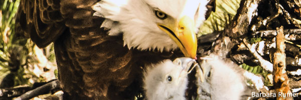 Eagles