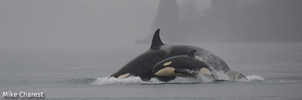Orca