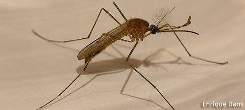 Three Natural Ways to Reduce Mosquito Bites Three Natural Ways to Reduce Mosquito Bites