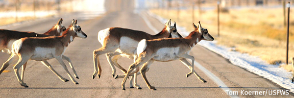 Pronghorn