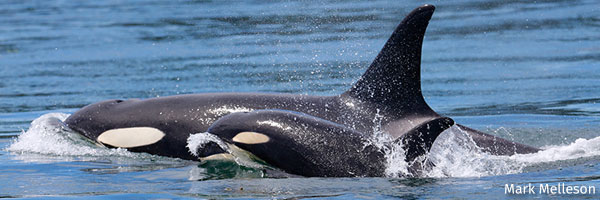 Orca2