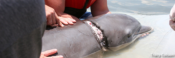 Dolphin
