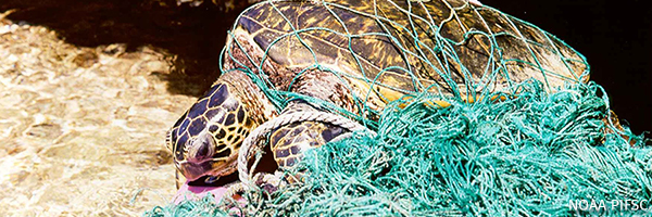 Sea turtle