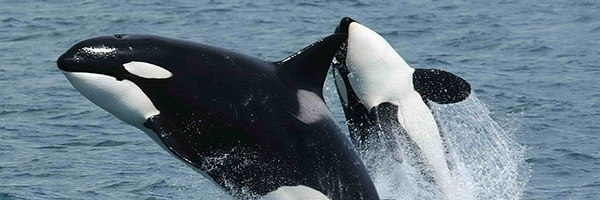 Orca
