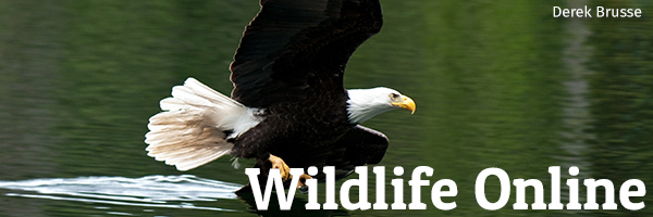 Wildlife Online