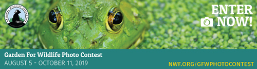 Garden for Wildlife Photo Contest - August 5-October 11, 2019. Enter Now!