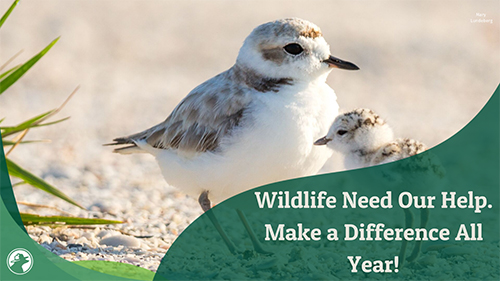 Wildlife Need Our Help. Make a Difference All Year!