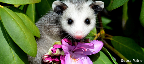Are You an Awesome-Opossum? Find Out With This Quiz!