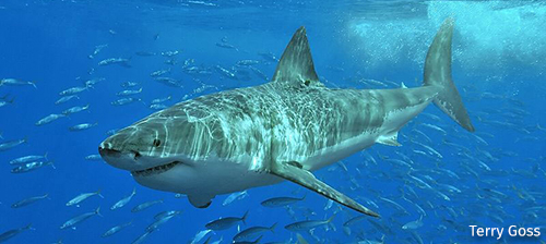 Not So Scary After All: Shark Facts You Might Not Know