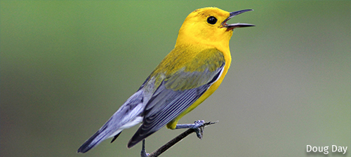 Can We Save Songbirds With … Tax Policy?
