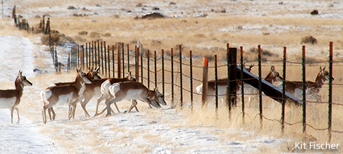 Pronghorn Xing: a Two-Pronged Approach