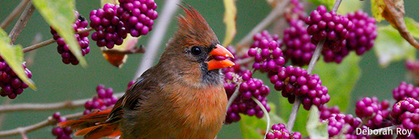Cardinal