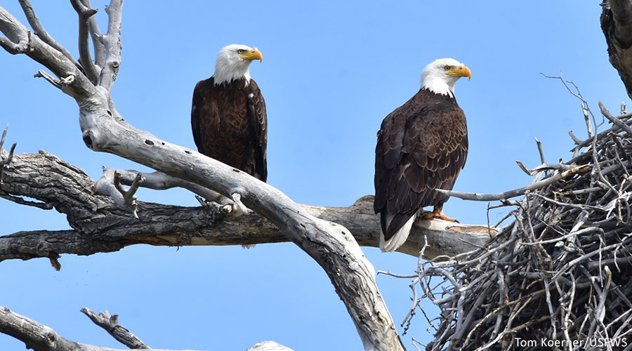 Fight Against Extinction and Protect Bald Eagles