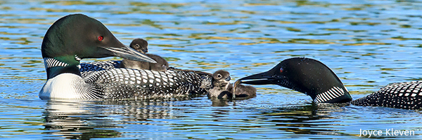 Common loon