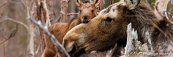 Moose