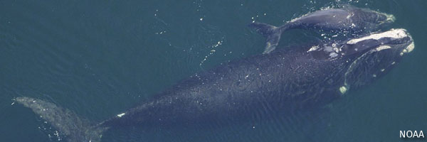 Right Whales