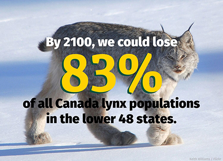 By 2100, we could lose 83% of all Canada lynx populations in the lower 48 states.