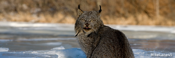Lynx