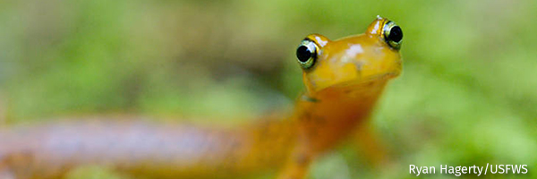 Salamander