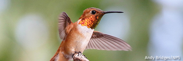 Hummingbird