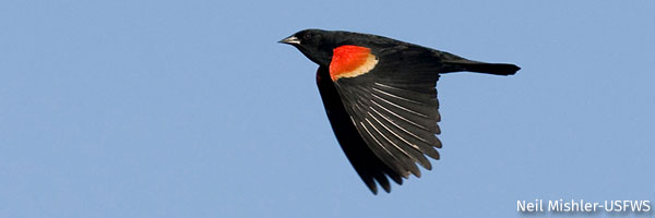 Red-winged Blackbird