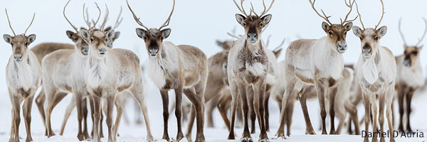 Caribou
