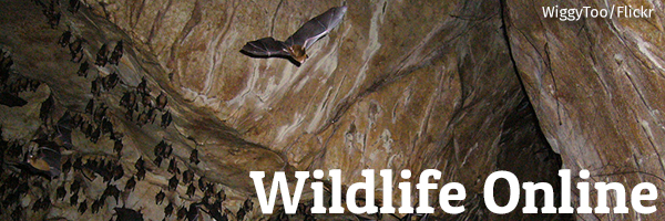 Wildlife Online