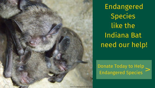 Endangered Species like the Indiana Bat need our help! Donate Today to help Endangered Species.