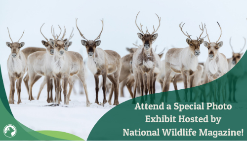 Attend a Special Photo Exhibit Hosted by National Wildlife Magazine!