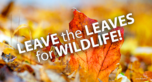 Remember the Fallen ... LEAVES!