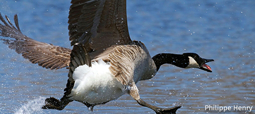 HONK! A Mischievous Goose Stars in Its Own Hit Video Game