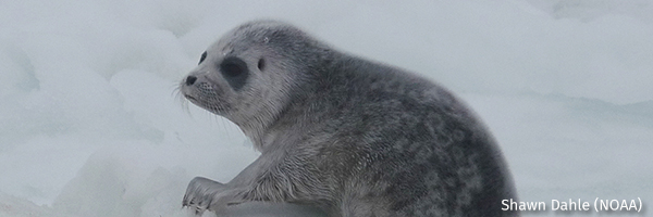 Ringed seal