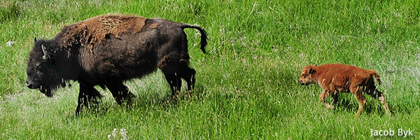 Bison