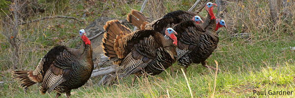 Wild Turkeys