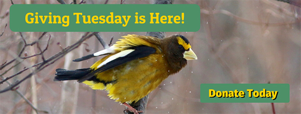 Giving Tuesday is Here! Donate Today