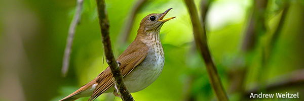 Veery