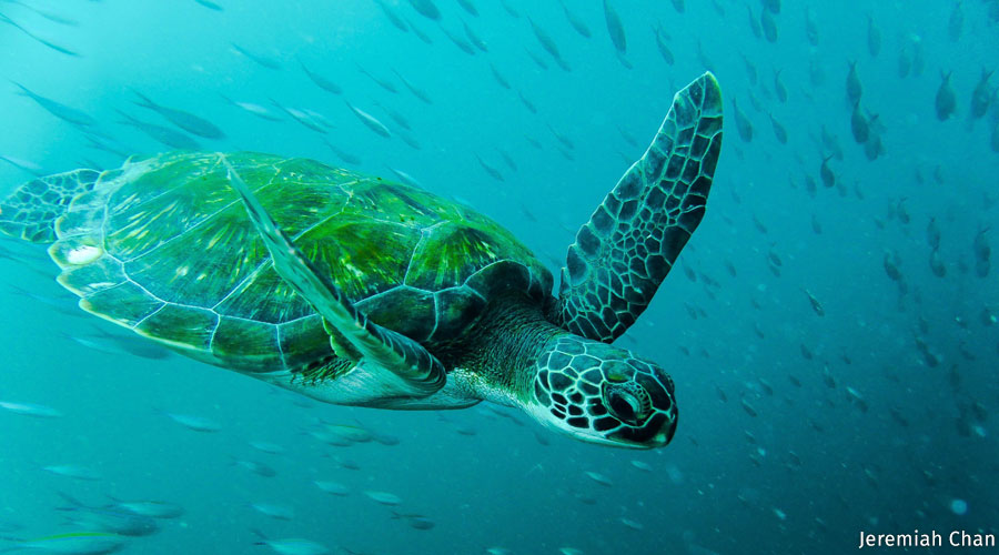 Defend More Protections for Marine Life in the Florida Keys Sanctuary