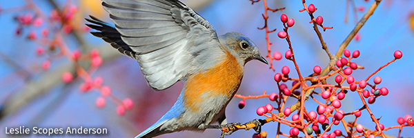Western bluebird