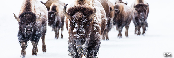 Bison