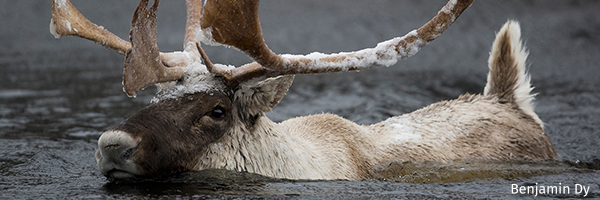 Caribou