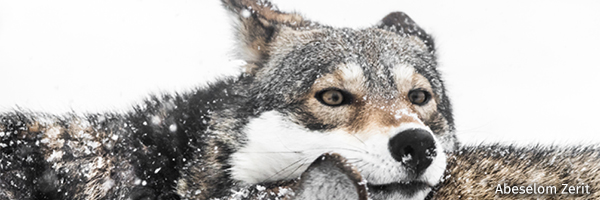 Red wolves
