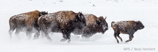 Bison