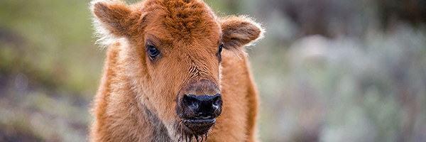 Bison