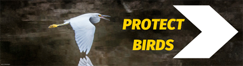 Protect Birds