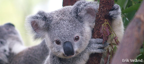 5 Species Impacted by the Australian Fires