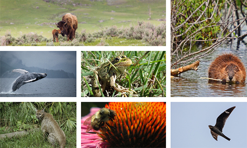 Help Wildlife That Help Us!