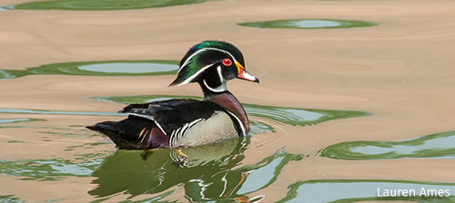 Protecting Our Migratory Marvels