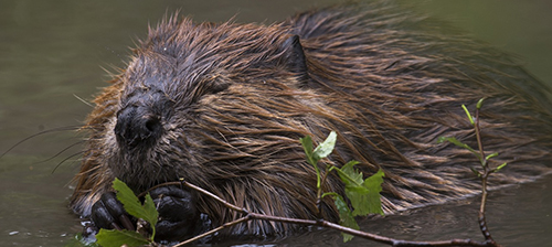 Beavers: Nature's Best Engineers